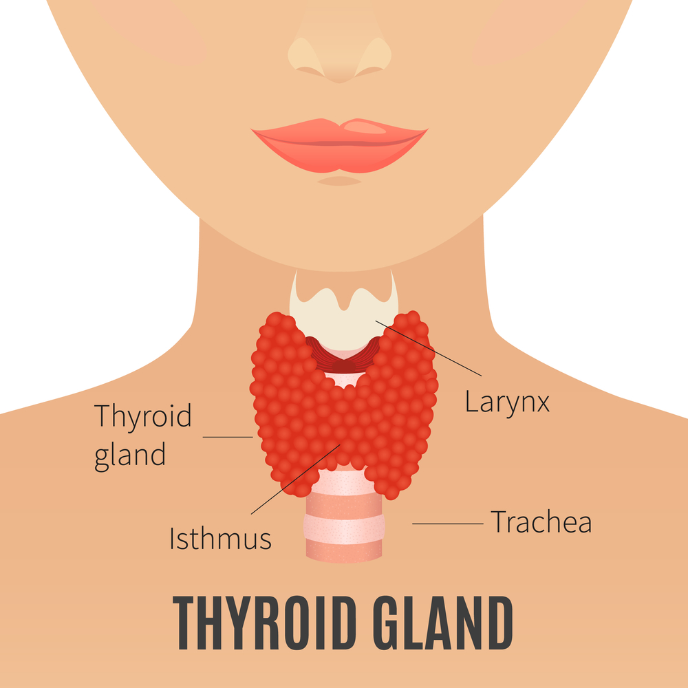 Thyroid gland on woman silhouette