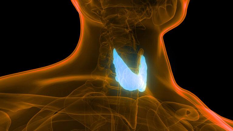 Thyroid Gland