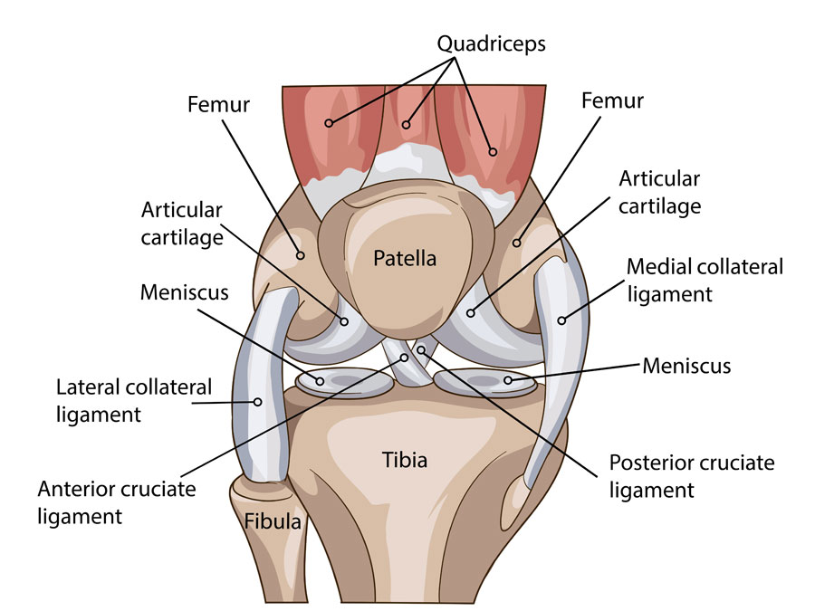 anatomical diagram of a knee