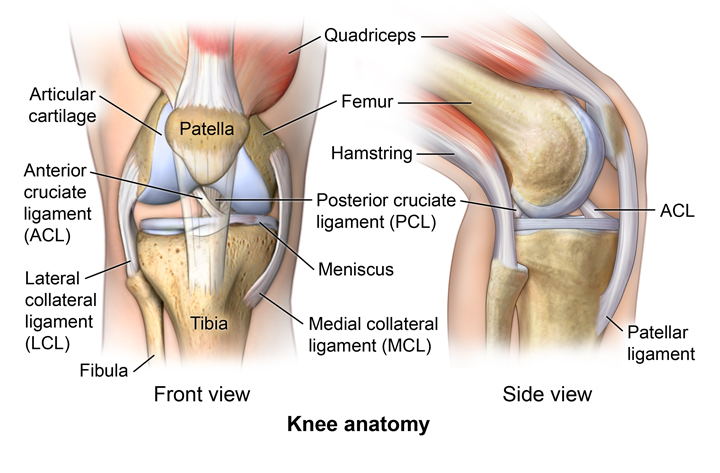 anatomical diagram of a knee