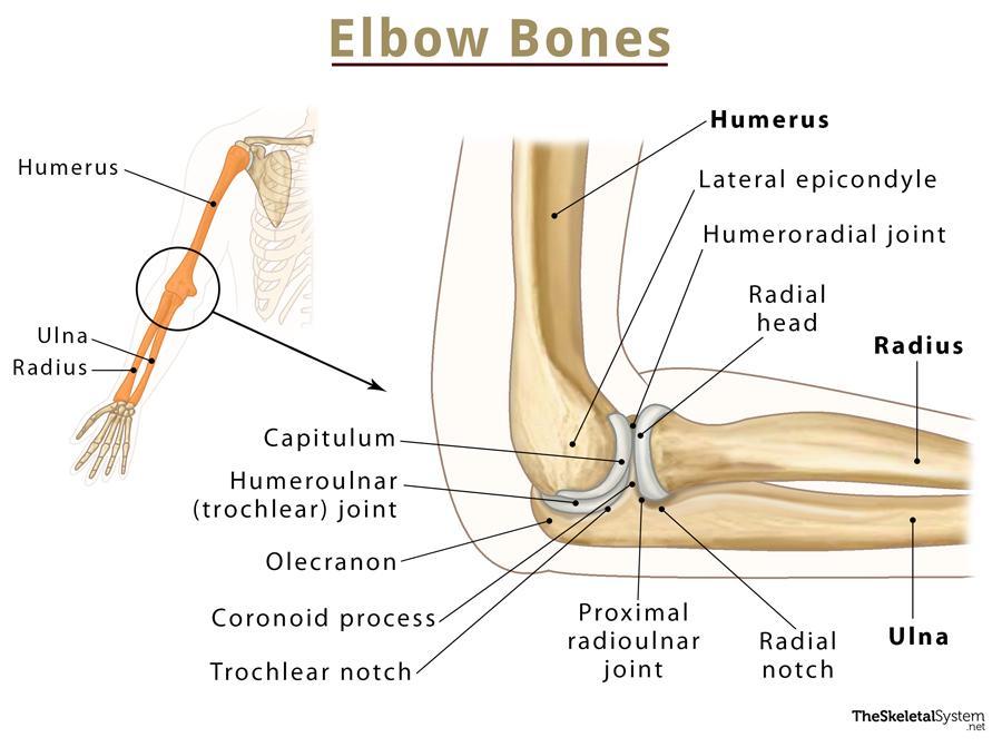 anatomical diagram of the elbow