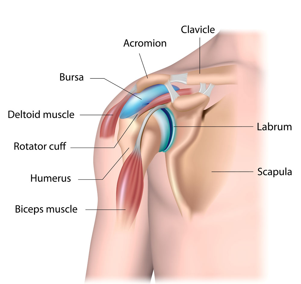 diagram of shoulder joint