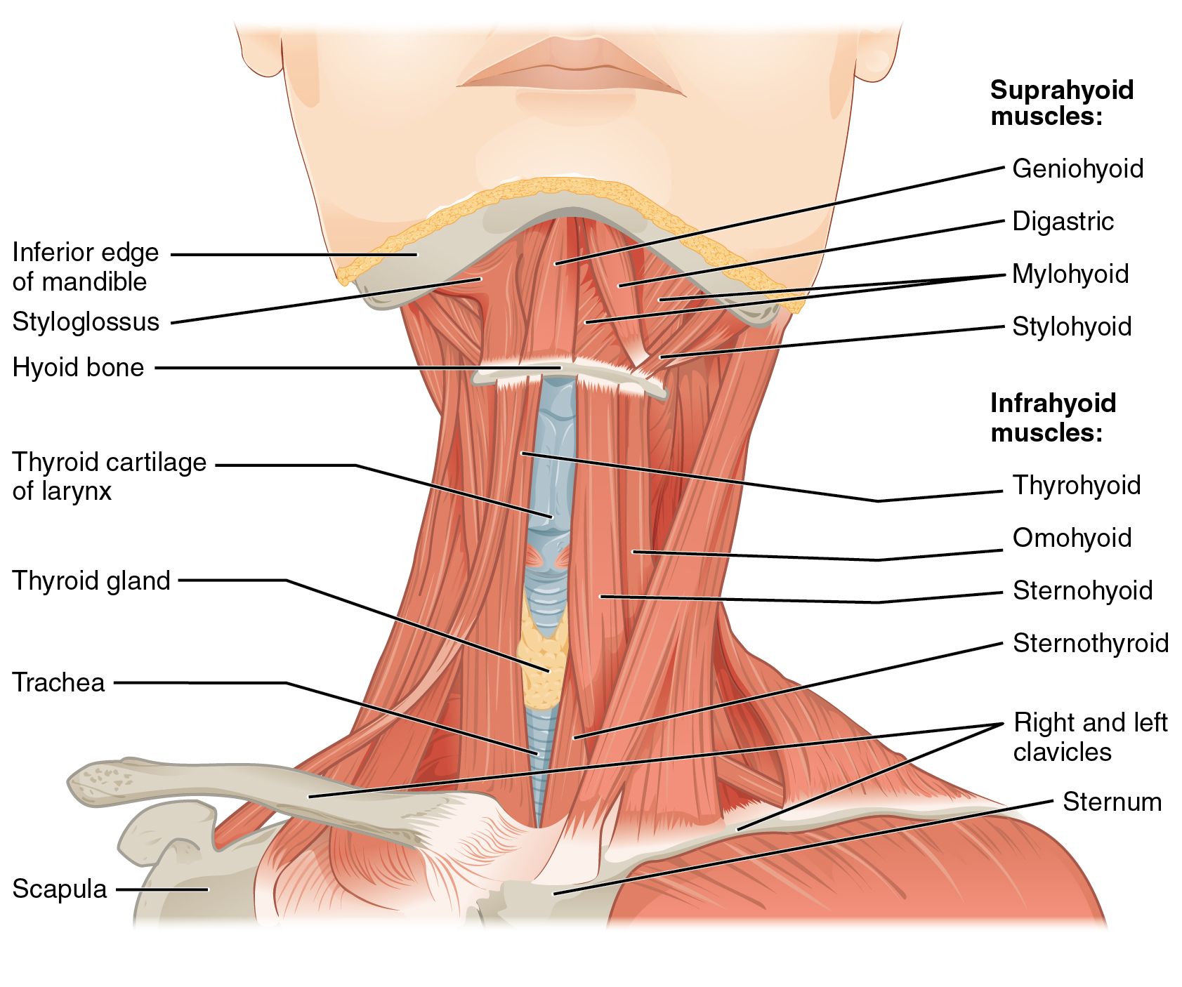 neck anatomy showcasing bones
