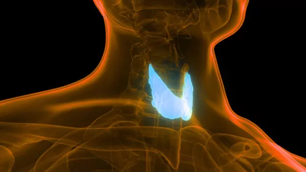 Triathlon Injury Treatment and Support in Austin 38 Thyroid Gland